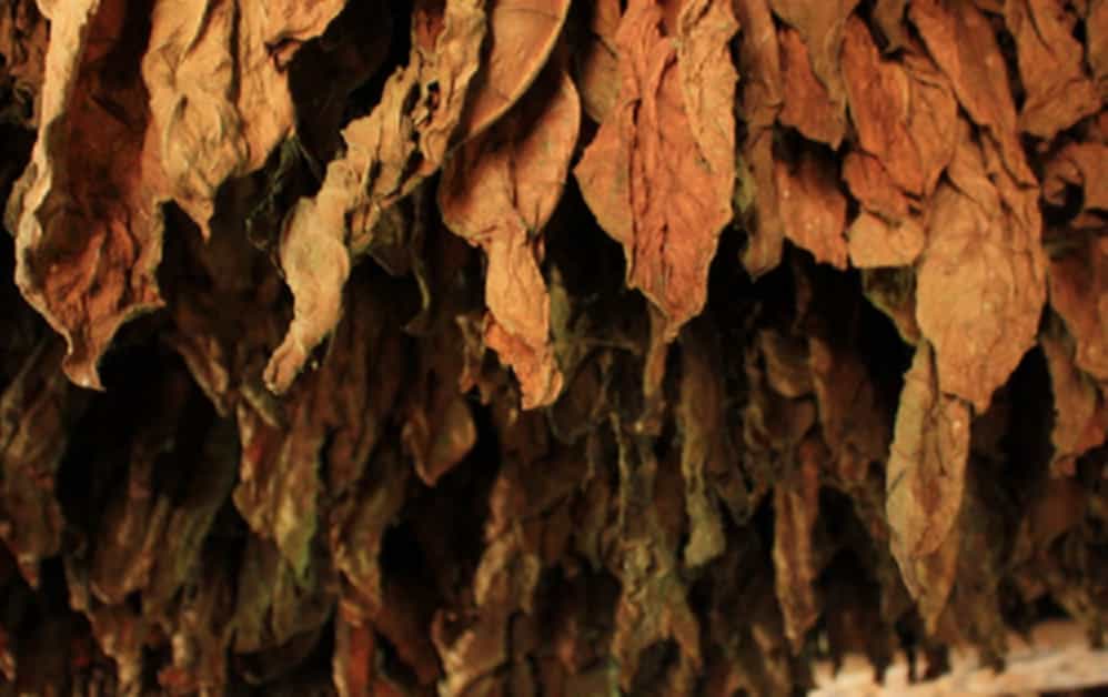 Sun-curing method being used for Virginia tobacco